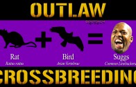 Ravens / Outlaw Crossbreeding