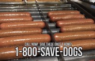 Bunless Buccos’ Hot Dogs – ASPCA Parody