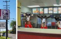 KFC Goats