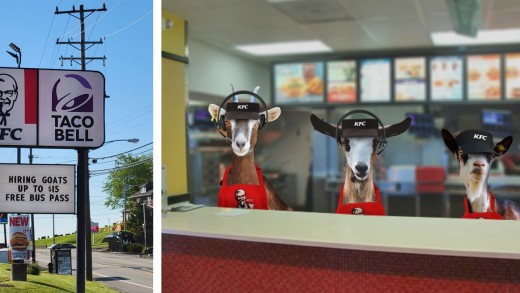 KFC Goats