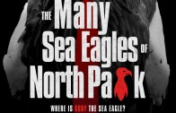 Many Sea Eagles of North Park