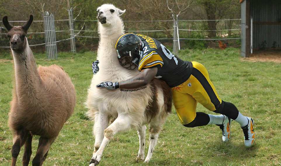 james harrison catches the llama benstonium football draft chart 2018